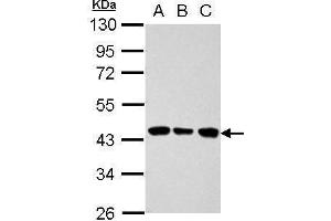 ALDOB antibody