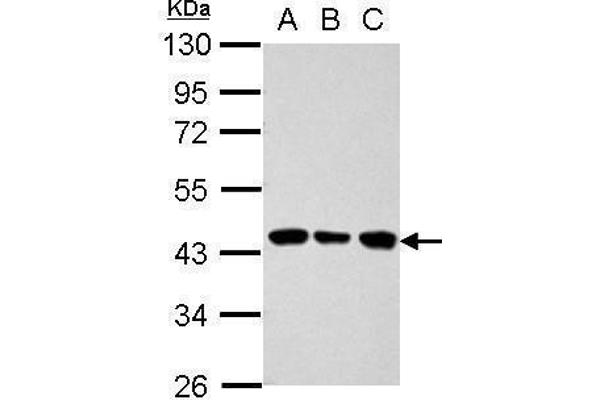 ALDOB antibody