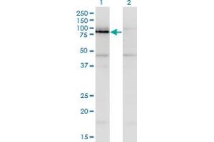 Western Blot analysis of NKRF expression in transfected 293T cell line by NKRF monoclonal antibody (M06), clone 1F6. (NKRF antibody  (AA 591-690))