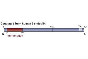 Image no. 3 for anti-Endoglin (ENG) (AA 24-144) antibody (ABIN968468) (Endoglin antibody  (AA 24-144))