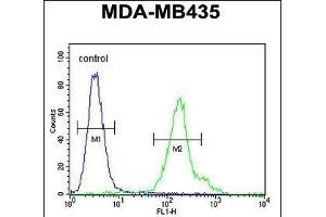 C Antibody (C-term) (ABIN654737 and ABIN2844424) flow cytometric analysis of MDA-M cells (right histogram) compared to a negative control cell (left histogram). (CFAP410 antibody  (C-Term))