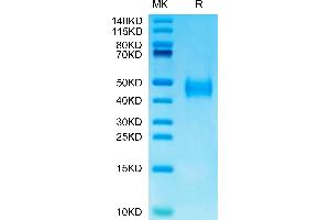 Mouse B7-H3 on Tris-Bis PAGE under reduced condition. (CD276 Protein (CD276) (AA 29-248) (His tag))