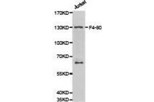 Western Blotting (WB) image for anti-Egf-Like Module Containing, Mucin-Like, Hormone Receptor-Like 1 (EMR1) antibody (ABIN2650911)