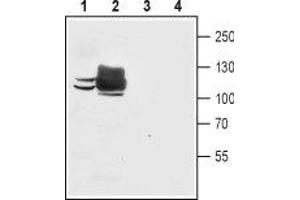 Western blot analysis of mouse C2C12 myoblast cell line lysate (lanes 1 and 3) and rat skeletal muscle membranes (lanes 2 and 4): - 1,2. (ATP2A1/SERCA1 antibody  (Cytosolic))