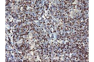 Image no. 1 for anti-Myocyte Enhancer Factor 2C (MEF2C) antibody (ABIN1499363) (MEF2C antibody)