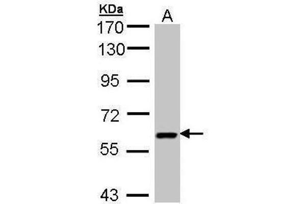 UAP1 antibody