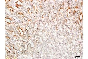 Formalin-fixed and paraffin embedded mouse stomach labeled with Anti-SRG4 Polyclonal Antibody, Unconjugated  at 1:200 followed by conjugation to the secondary antibody and DAB staining. (SUN5 antibody  (AA 161-275))