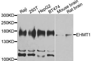Western blot analysis of extracts of various cells, using EHMT1 antibody. (EHMT1 antibody)
