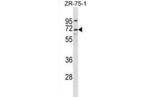 Western Blotting (WB) image for anti-Chromosome 10 Open Reading Frame 2 (C10ORF2) antibody (ABIN2996954)