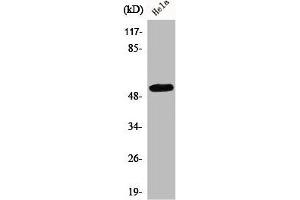 Western Blot analysis of HuvEc cells using CEP55 Polyclonal Antibody (CEP55 antibody  (Internal Region))