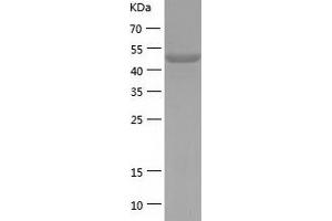 FUCA1 Protein (AA 18-452) (His tag)