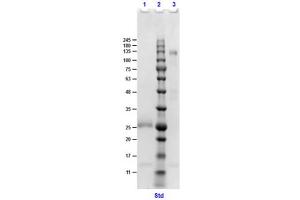 SDS-PAGE (SDS) image for Donkey anti-Goat IgG (Heavy & Light Chain) antibody - Preadsorbed (ABIN965047)