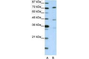 WB Suggested Anti-ATG4B Antibody   Titration: 2. (ATG4B antibody  (C-Term))