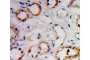 Used in DAB staining on fromalin fixed paraffin- embedded Kidney tissue (GNB2 antibody  (AA 2-340))