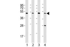 Western blot testing of CTBP1 antibody at 1:2000 dilution. (CTBP1 antibody  (AA 409-438))