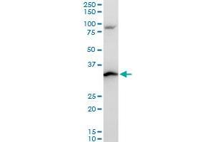 RPS3A polyclonal antibody (A01), Lot # ONW0060316QCS1. (RPS3A antibody  (AA 164-263))