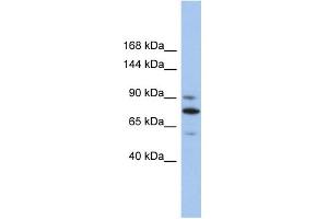 WB Suggested Anti-KIF23 Antibody Titration:  0. (KIF23 antibody  (Middle Region))