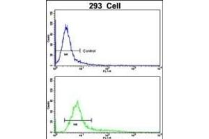 Flow cytometric analysis of 293 cells using CKIP-1 Antibody (N-term)(bottom histogram) compared to a negative control cell (top histogram). (PLEKHO1 antibody  (N-Term))