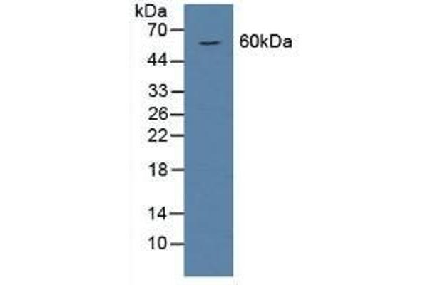 BMP6 antibody  (AA 375-502)