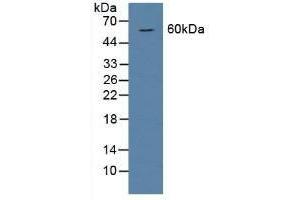 BMP6 antibody  (AA 375-502)