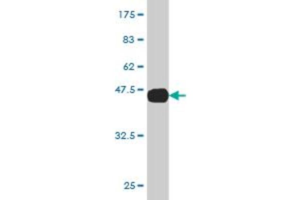 AGR2 antibody  (AA 1-175)