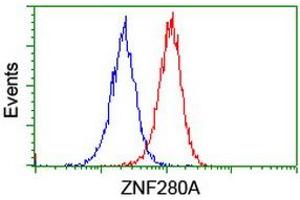 Image no. 3 for anti-Zinc Finger Protein 280A (ZNF280A) (AA 1-333) antibody (ABIN1490749) (ZNF280A antibody  (AA 1-333))