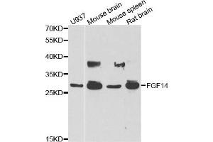 Western blot analysis of extracts of various cell lines, using FGF14 antibody. (FGF14 antibody)