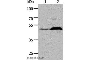 Western blot analysis of HepG2 cell and Mouse brain tissue, using HTR1A Polyclonal Antibody at dilution of 1:1000