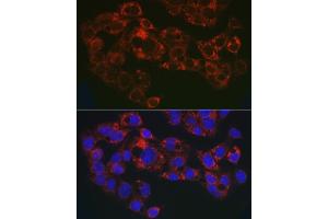Immunofluorescence analysis of HepG2 cells using GPLD1 Rabbit pAb (ABIN6131716, ABIN6141335, ABIN6141336 and ABIN6222300) at dilution of 1:50 (40x lens).