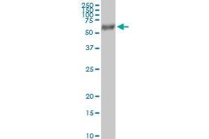 Immunoprecipitation of FUCA1 transfected lysate using anti-FUCA1 MaxPab rabbit polyclonal antibody and Protein A Magnetic Bead , and immunoblotted with FUCA1 purified MaxPab mouse polyclonal antibody (B01P) . (FUCA1 antibody  (AA 1-461))
