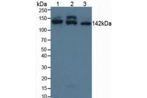 Figure. (SMC3 antibody  (AA 994-1181))