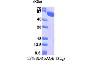 SDS-PAGE (SDS) image for Heat Shock Protein 70kDa Family, Member 13 (HSPA13) (AA 23-471) protein (His tag) (ABIN667391) (HSPA13 Protein (AA 23-471) (His tag))