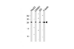 All lanes : Anti-CLEC1B Antibody (N-Term) at dilution Lane 1: HepG2 whole cell lysate Lane 2: U266B1 whole cell lysate Lane 3: 293 whole cell lysate Lane 4: Human testis lysate Lysates/proteins at 20 μg per lane. (C-Type Lectin Domain Family 1, Member B (CLEC1B) (AA 44-78) antibody)