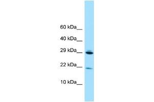WB Suggested Anti-RPL28 Antibody Titration: 1.