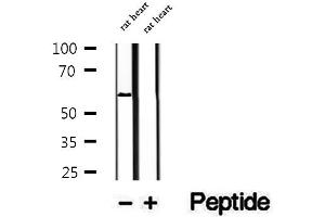 PPAN antibody  (C-Term)