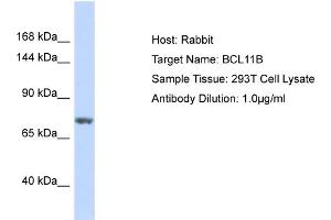 Host: Rabbit Target Name: BCL11B Sample Type: 293T Whole Cell lysates Antibody Dilution: 1. (BCL11B antibody  (C-Term))