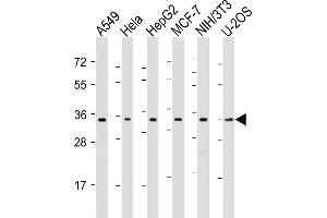 All lanes : Anti-OTUB1 Antibody (C-Term) at 1:1000-1:2000 dilution Lane 1: A549 whole cell lysates Lane 2: Hela whole cell lysates Lane 3: HepG2 whole cell lysates Lane 4: MCF-7 whole cell lysates Lane 5: NIH/3T3 whole cell lysates Lane 6: U-2OS whole cell lysates Lysates/proteins at 20 μg per lane. (OTUB1 antibody  (AA 185-219))