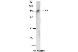 Mouse intestinal lysate probed with Rabbit Anti-DTX3L Polyclonal Antibody, Unconjugated  at 1:5000 for 90min at 37˚C. (DTX3L antibody  (AA 651-740))