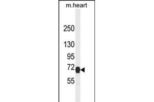 Western blot analysis of NGFR Antibody (ABIN2802041 and ABIN6577055) in mouse heart tissue lysates (35 μg/lane).
