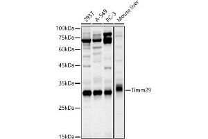 Western blot analysis of extracts of various cell lines, using Timm29 antibody (ABIN7268551) at 1:1000 dilution. (TIMM29 antibody)