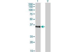 Western Blot analysis of MSI2 expression in transfected 293T cell line by MSI2 monoclonal antibody (M07), clone 2H5. (MSI2 antibody  (AA 1-328))