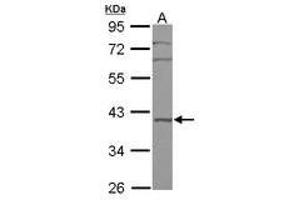 Image no. 1 for anti-BRX1, Biogenesis of Ribosomes, Homolog (BRIX1) (AA 34-250) antibody (ABIN1496967)