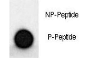 Dot blot analysis of phospho-MAP2 antibody. (MAP2 antibody  (pSer1539))