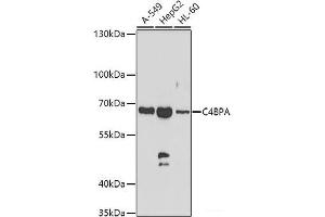 Western blot analysis of extracts of various cell lines using C4BPA Polyclonal Antibody at dilution of 1:1000. (C4BPA antibody)