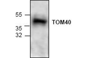Image no. 1 for anti-Translocase of Outer Mitochondrial Membrane 40 Homolog (TOMM40) antibody (ABIN127330) (TOMM40 antibody)