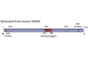 Image no. 3 for anti-RAD50 Homolog (S. Cerevisiae) (RAD50) (AA 672-786) antibody (ABIN968313) (RAD50 antibody  (AA 672-786))