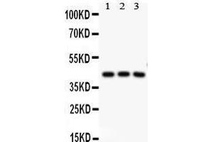 Anti-CREB Picoband antibody,  All lanes: Anti CREB  at 0. (CREB1 antibody  (AA 1-177))