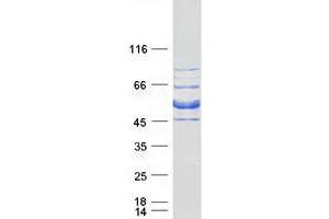 CLOCK Interacting Pacemaker (CIPC) protein (Myc-DYKDDDDK Tag)