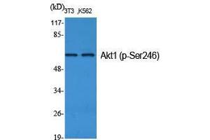 Western Blot (WB) analysis of specific cells using Phospho-Akt1 (S246) Polyclonal Antibody. (AKT1 antibody  (pSer246))
