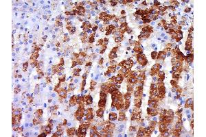 Immunohistochemistry (Paraffin-embedded Sections) (IHC (p)) image for anti-Adrenergic, beta-3-, Receptor (ADRB3) (AA 310-408) antibody (ABIN737106)
